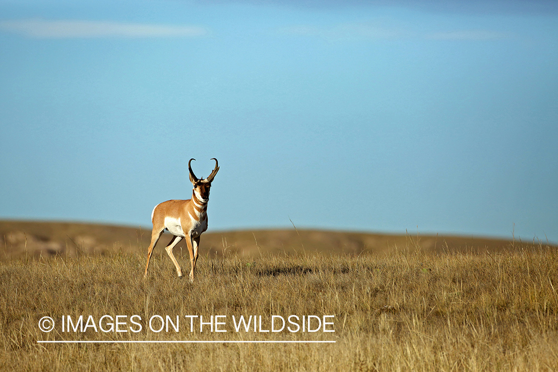 Pronghorn Antelope in habitat. 