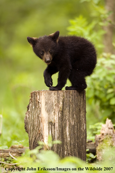 Black bear cub in habitat