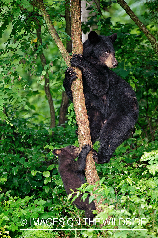 Black mother bear with cub in habitat.