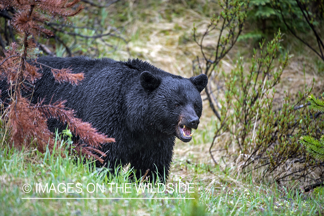 Black bear in habitat.