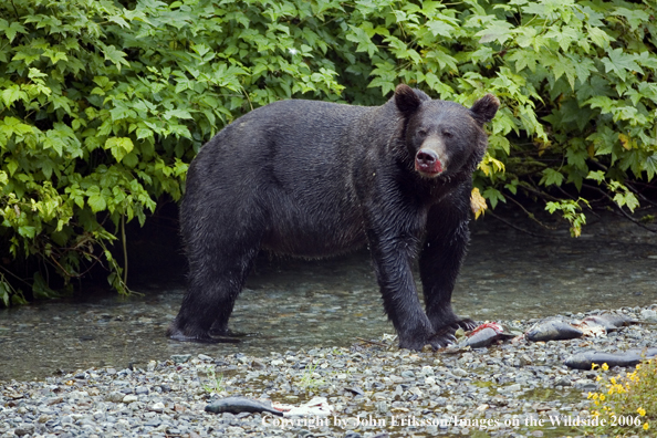 Brown bear in river with salmon.