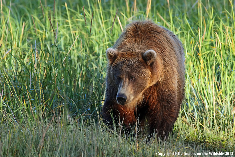 Brown Bear in habitat.