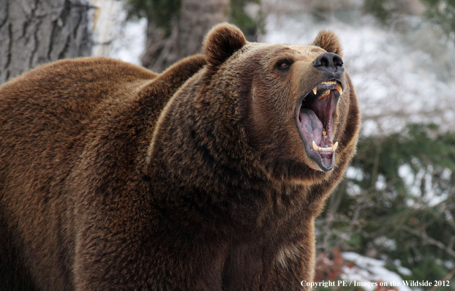 Grizzly Bear in habitat.