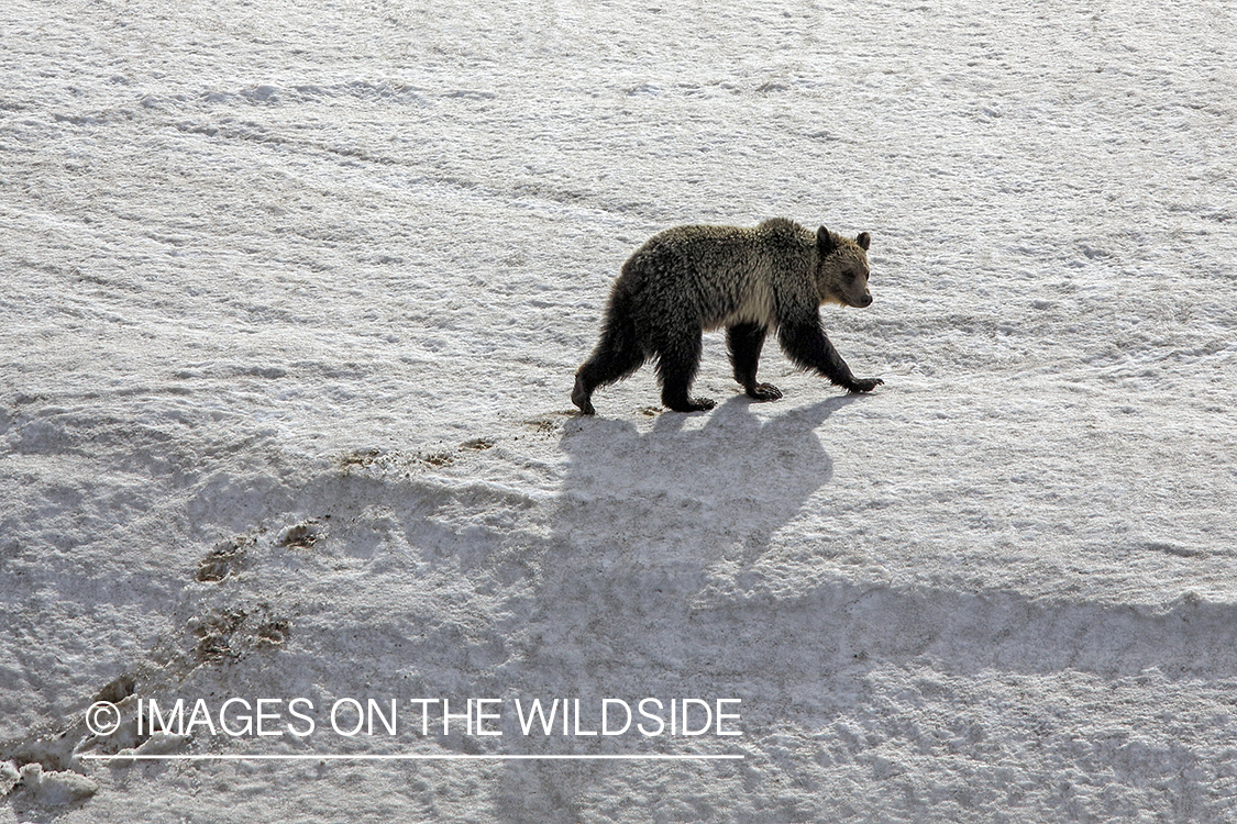 Grizzly Bear in winter habitat.