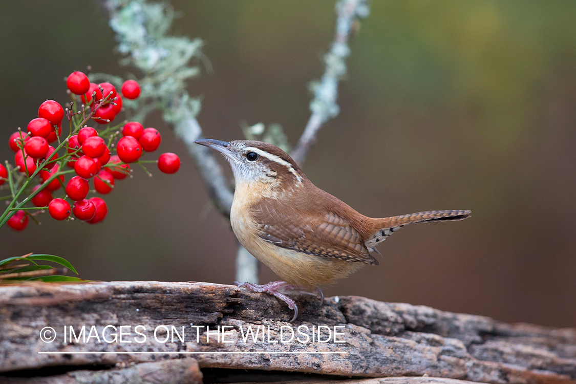 Carolina wren in habitat. 