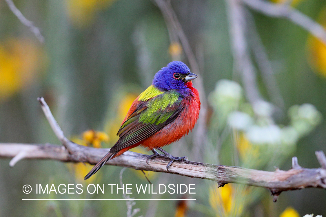 Painted Bunting in habitat.