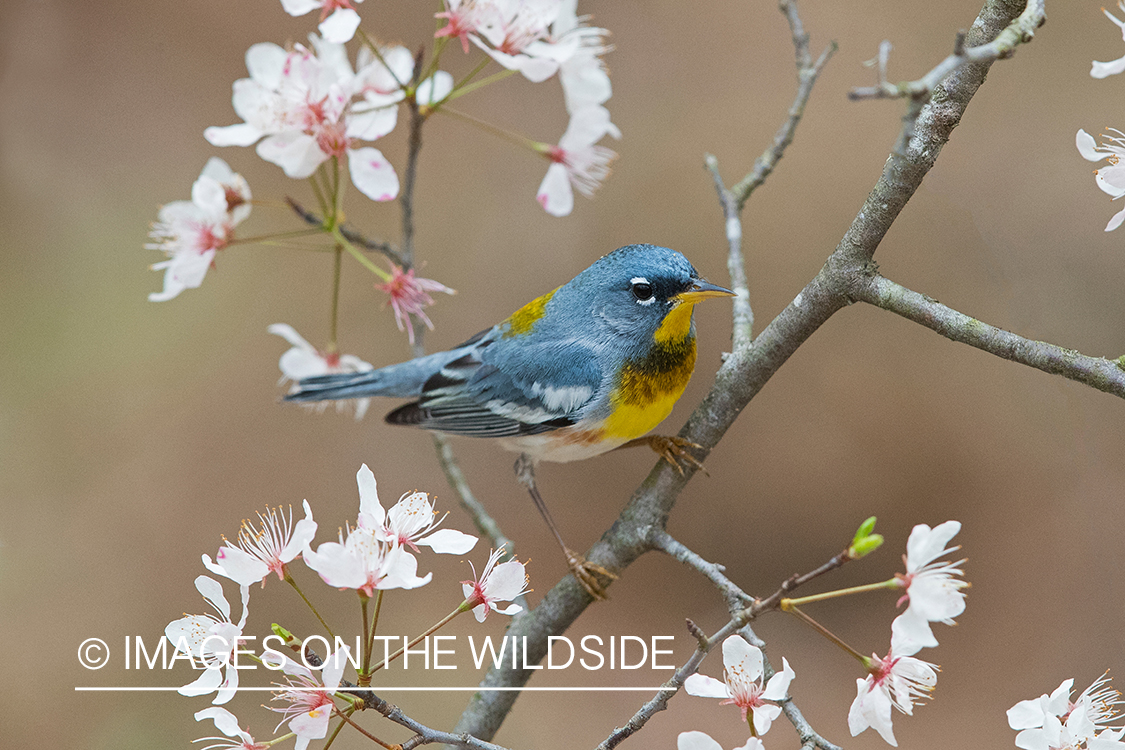 Northern Parula on branch.