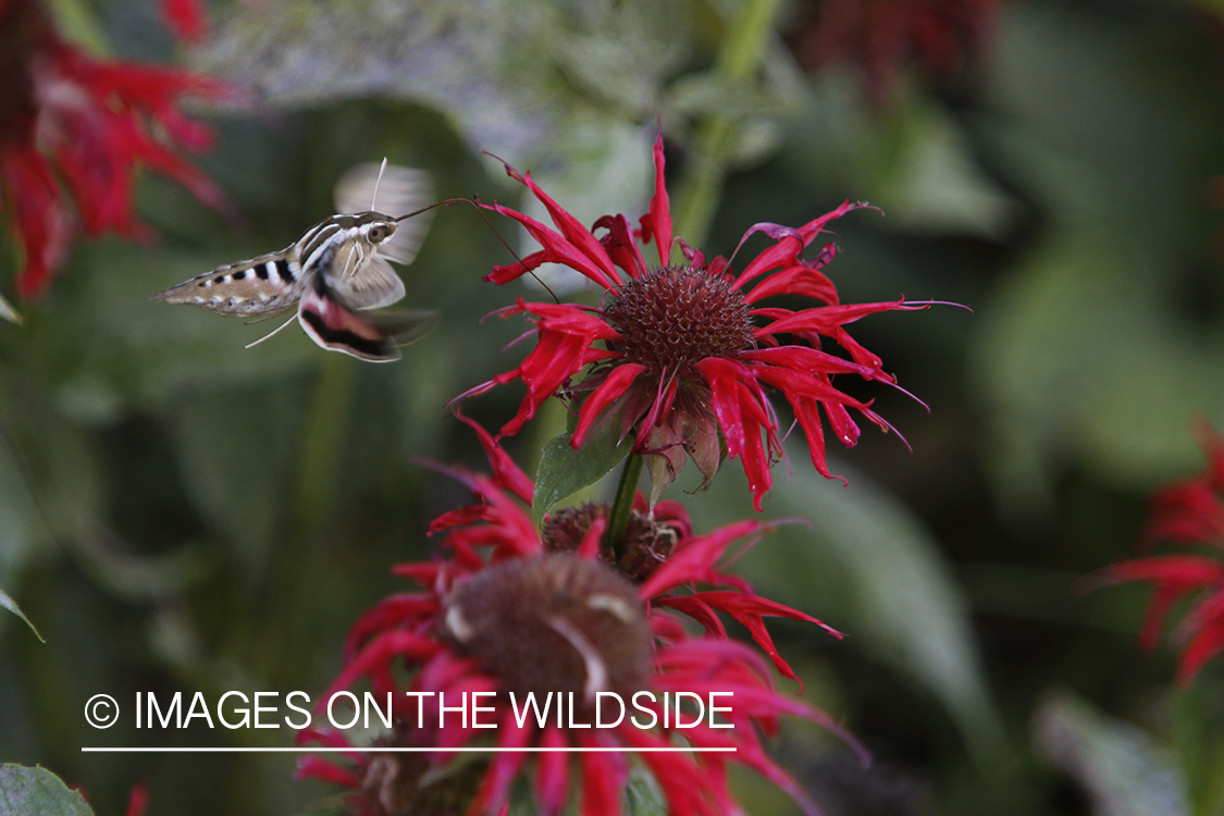 White-lined Sphinx moth flying by red flowers.