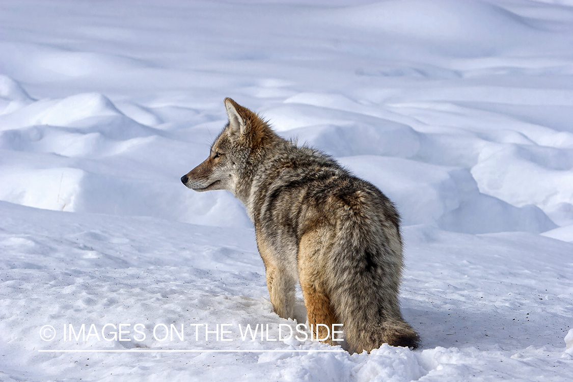 Coyote in winter snow.