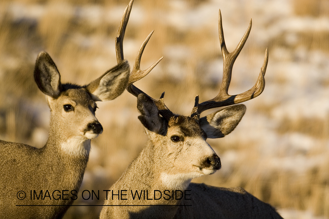 Mule deer in habitat.