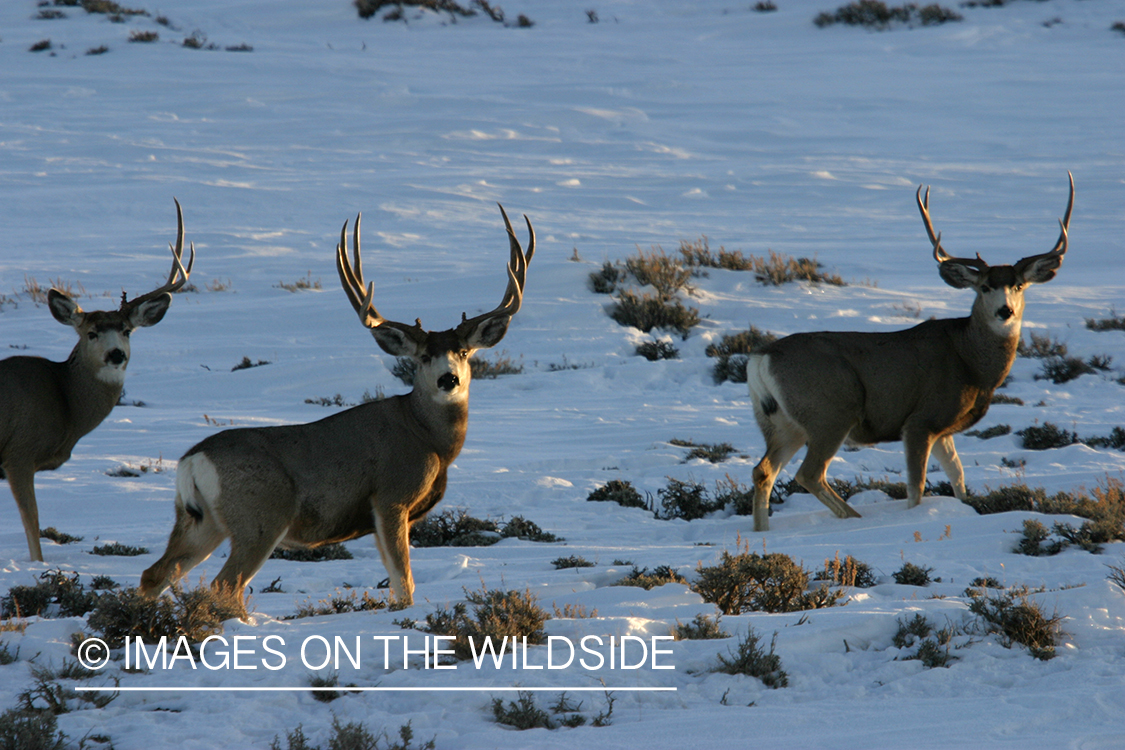 Mule deer in habitat