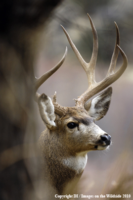 Mule deer in habitat