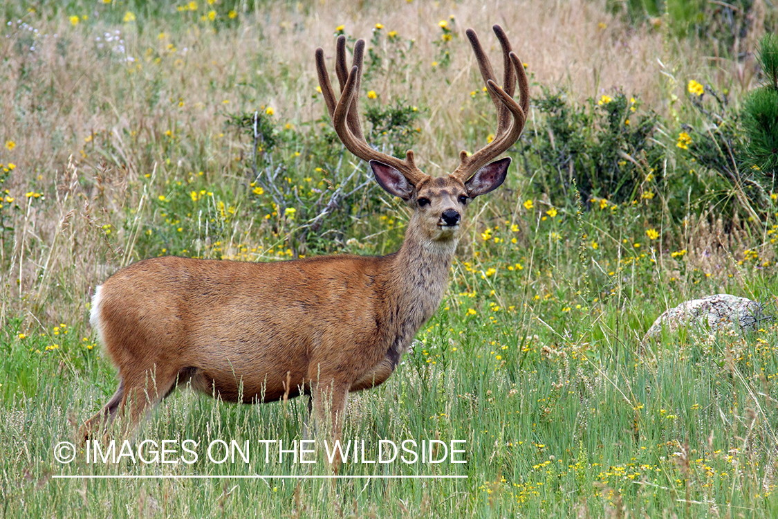 Mule deer buck in habitat. 