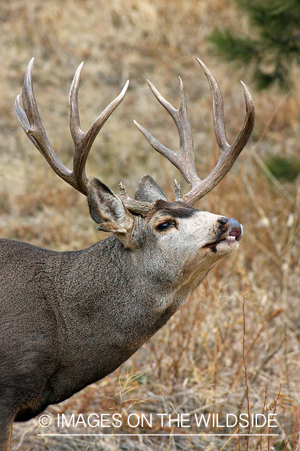 Mule deer buck in habitat. 