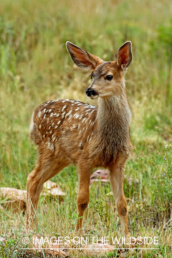 Mule Deer fawn in habitat.