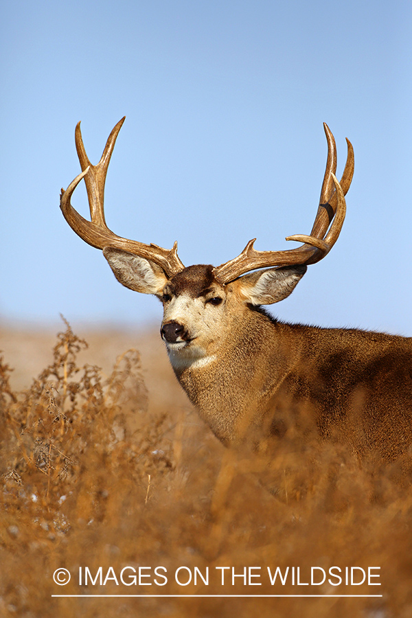 Mule deer buck in habitat.