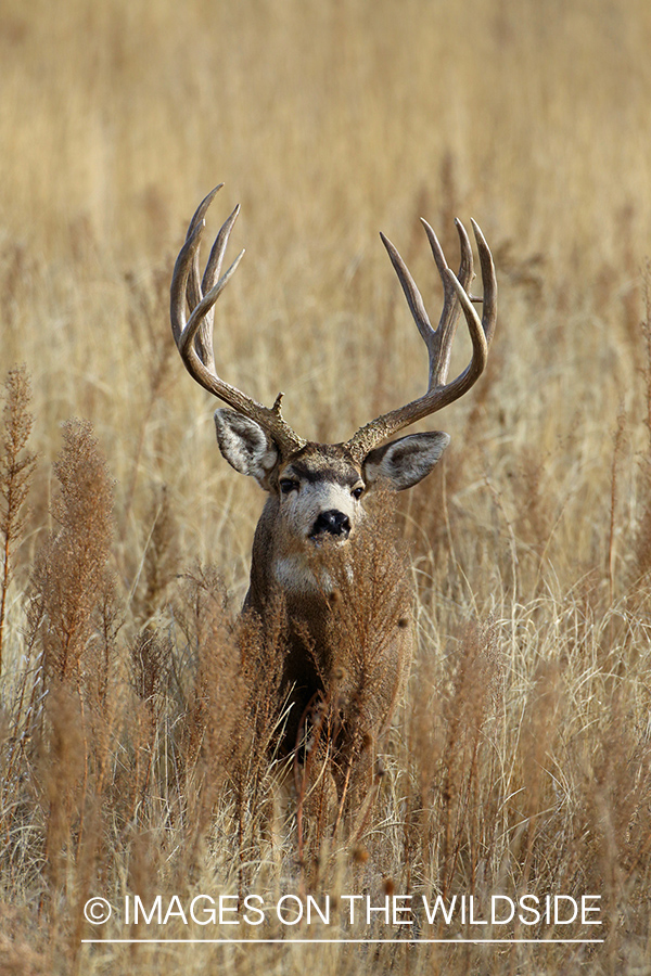 Mule deer buck in habitat. 