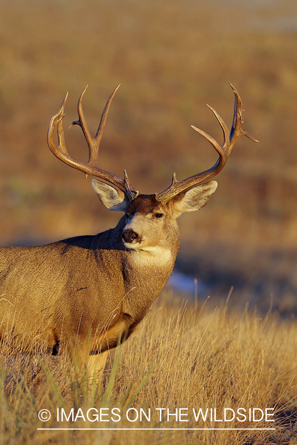 Mule deer buck in field.