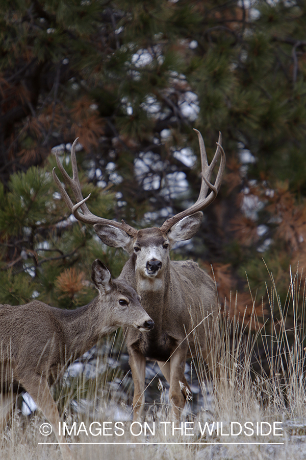 Mule deer buck with doe in field.