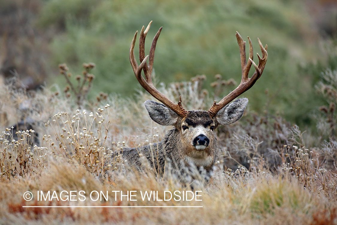 Mule deer buck in field.