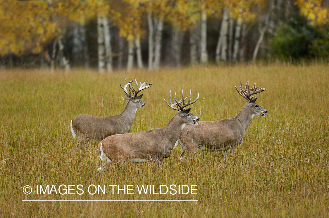 Whitetailed deer in habitat.