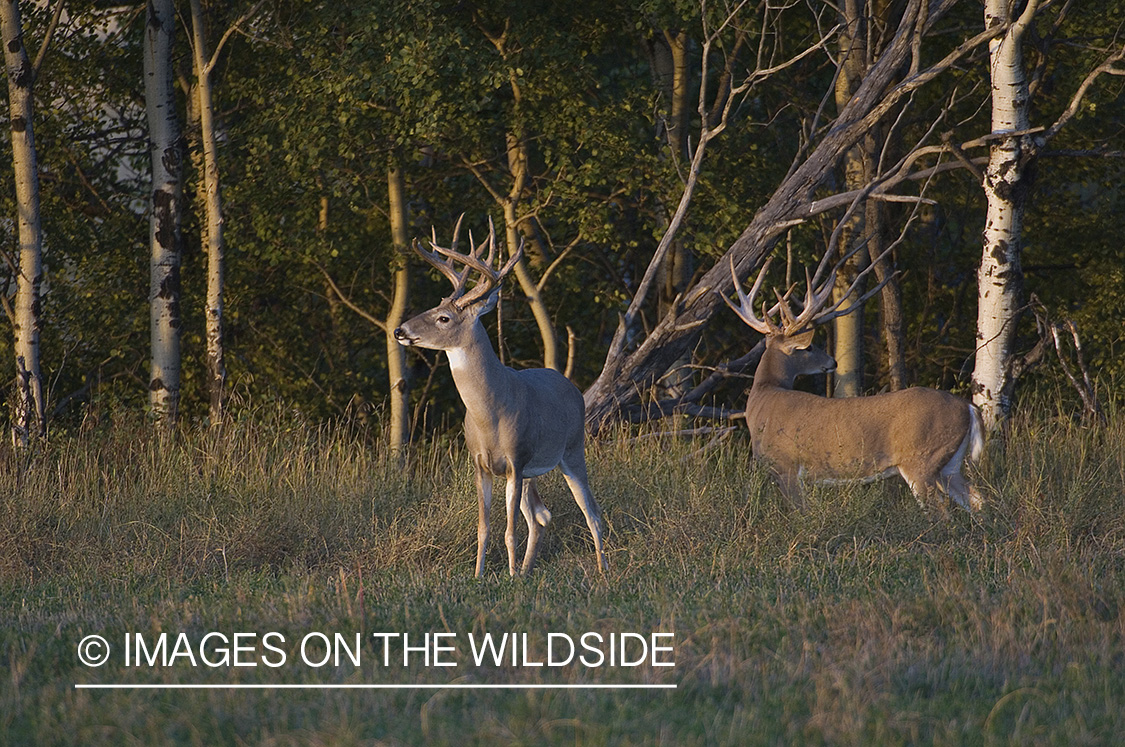 Whitetail Bucks