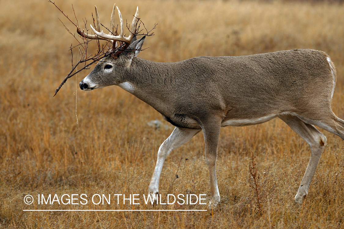 Whitetail Buck in Rut