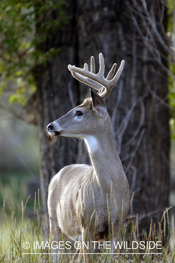 Whitetail Buck in velvet