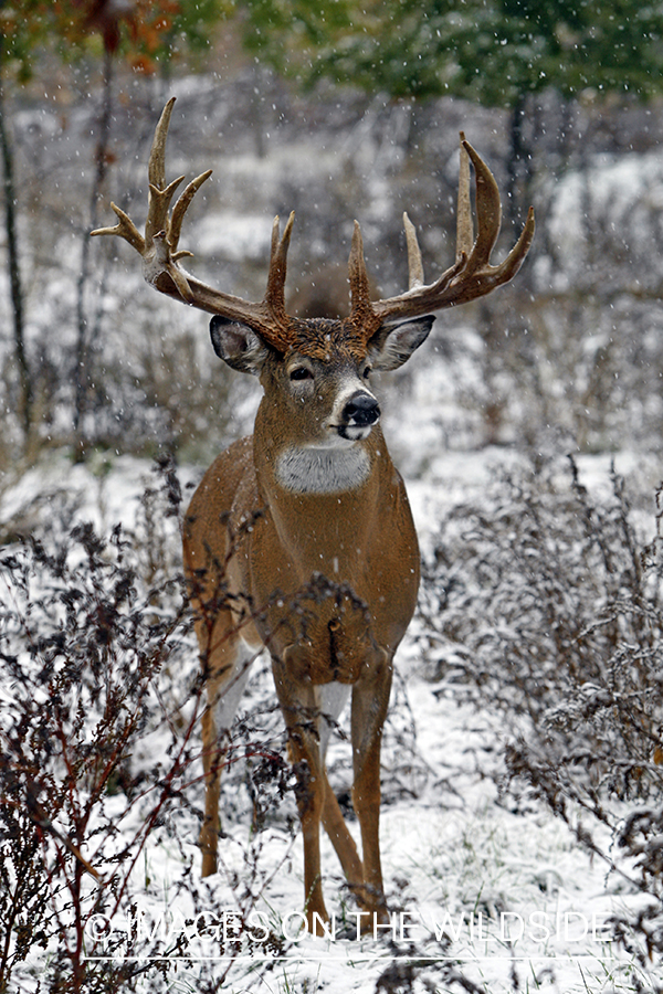 Whitetail buck in habitat