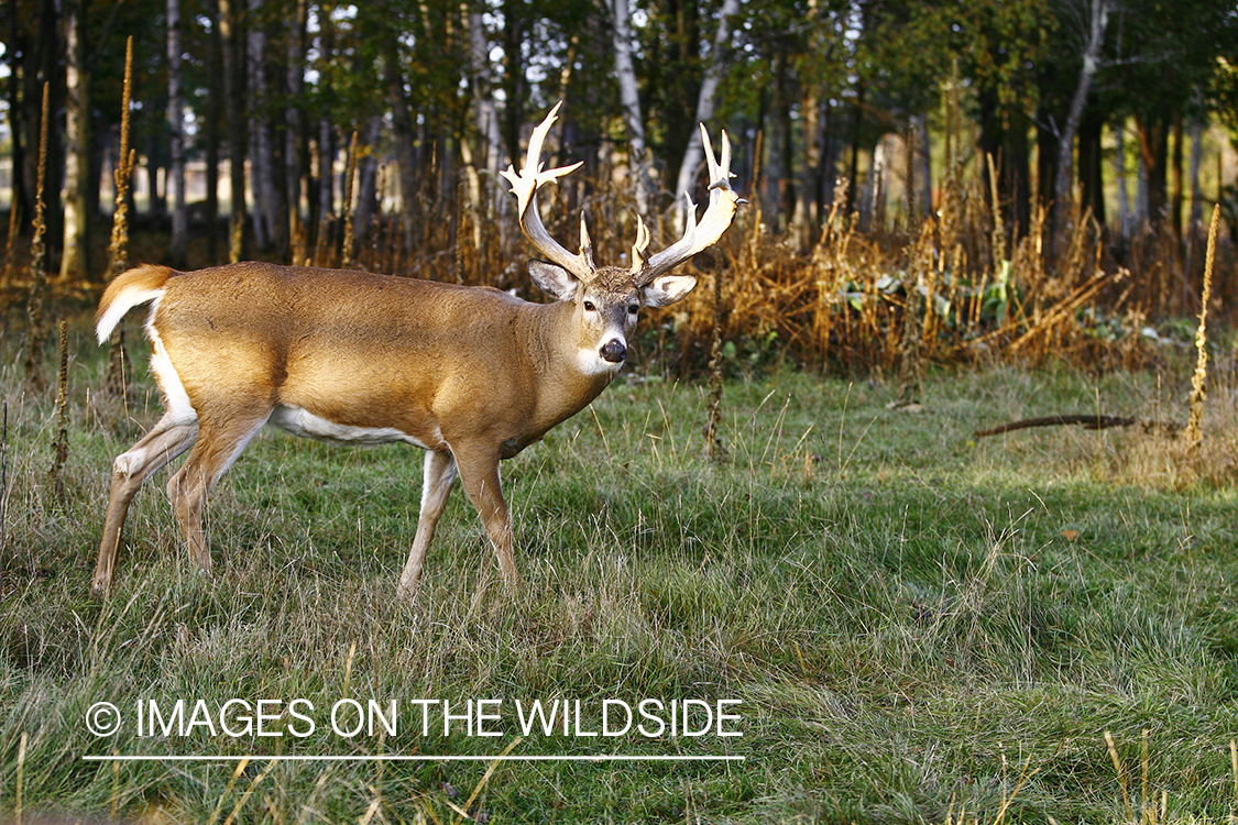 Whitetail buck in habitat