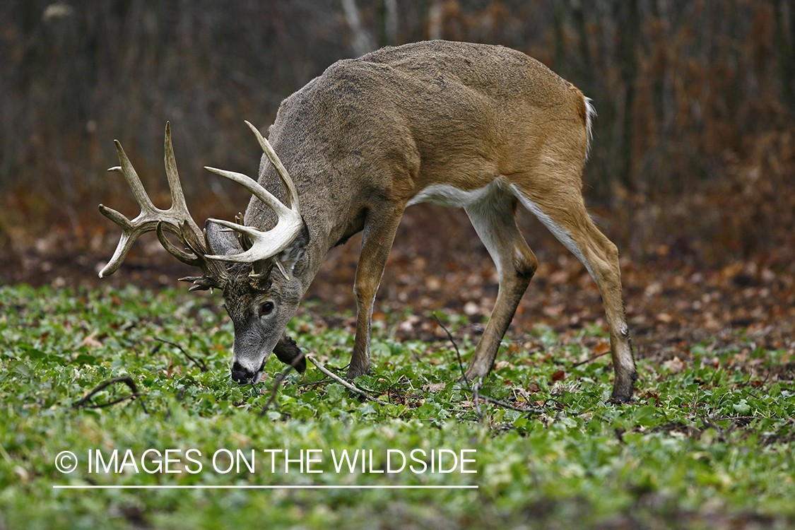 Whitetail buck in habitat