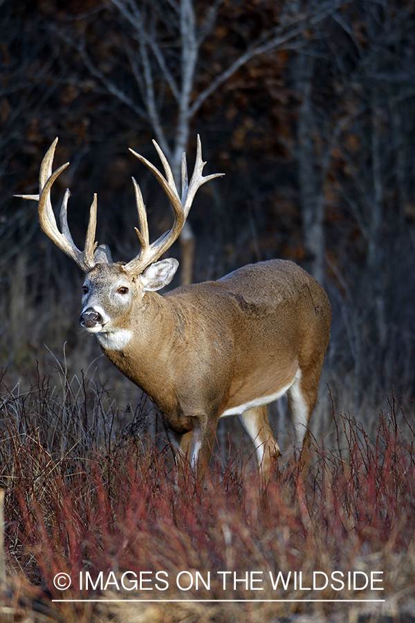 Whitetail buck in habitat.