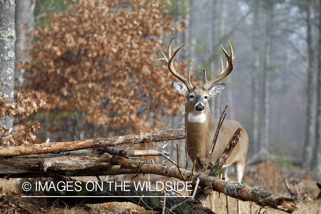 Whitetail buck in habitat.