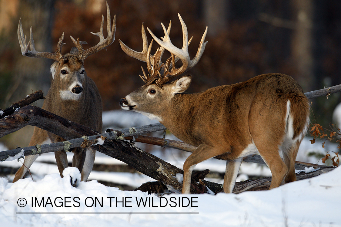 White-tailed buck in habitat.