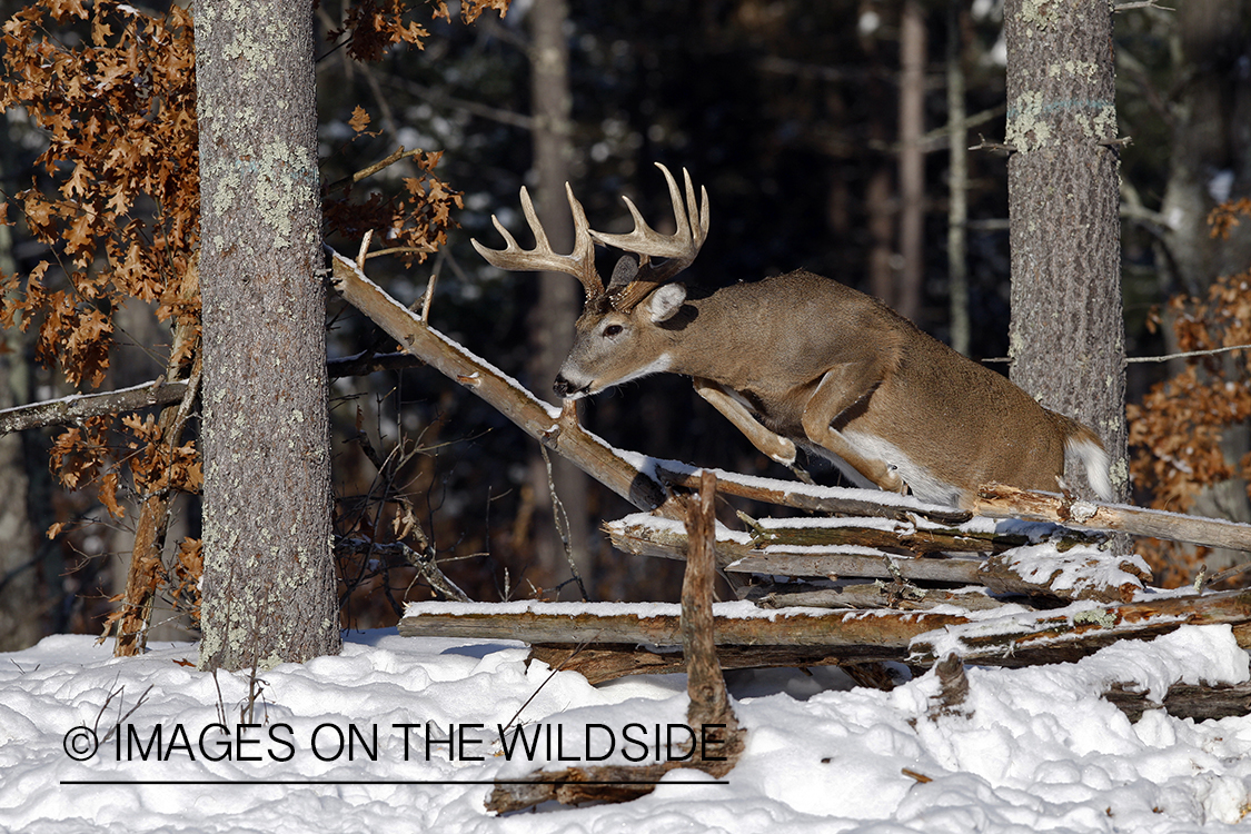 Whitetail in habitat