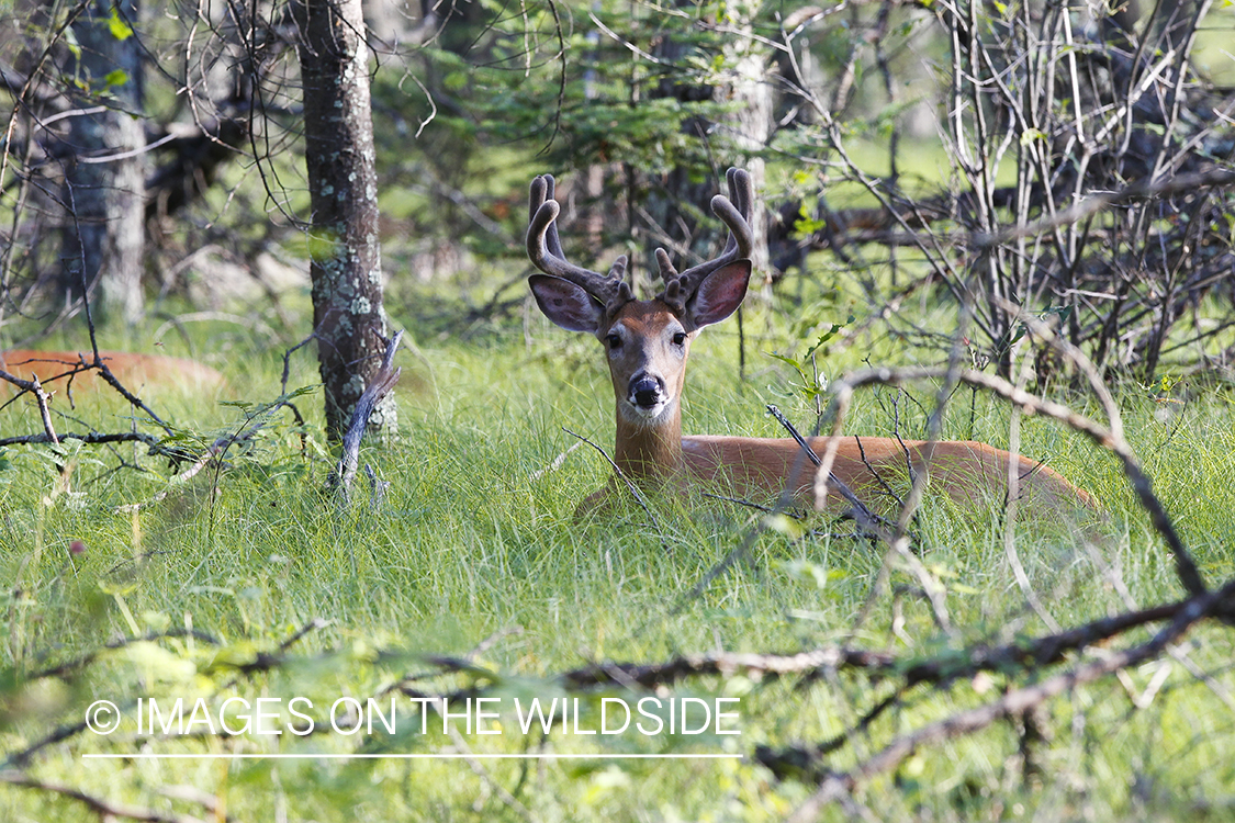 Summer Deer in Velvet