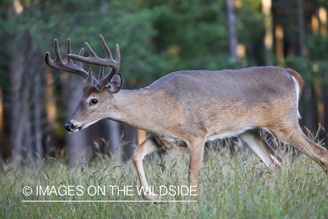 White-tailed deer in velvet