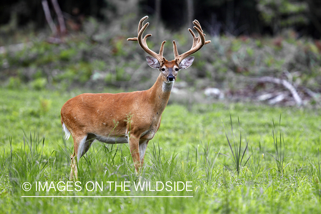 White-tailed buck in velvet 