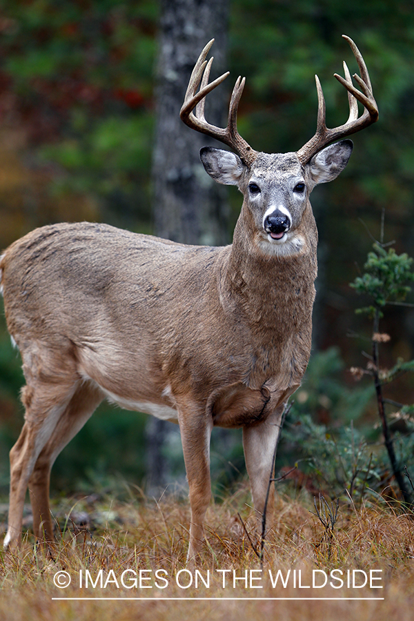 White-tailed buck in habitat. *