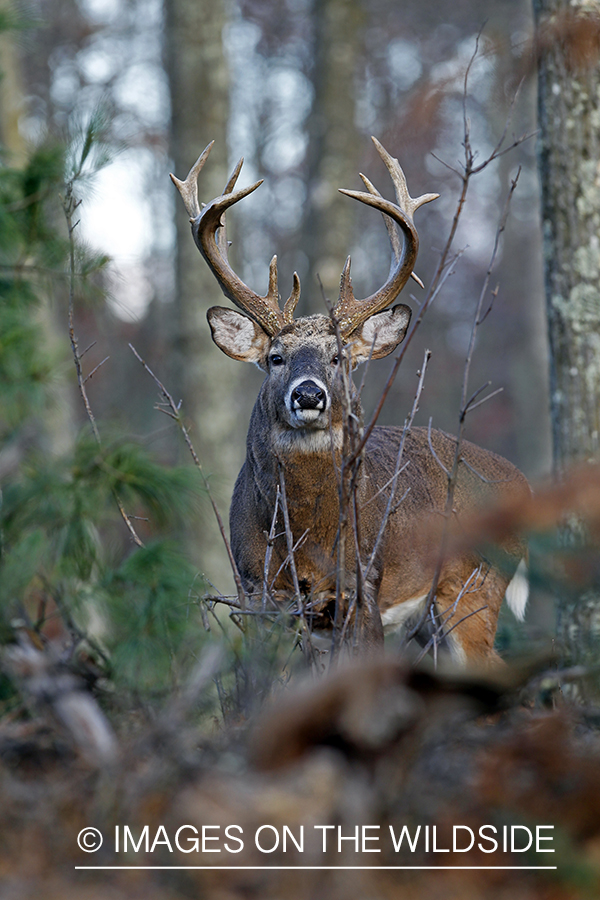 White-tailed buck in habitat. *