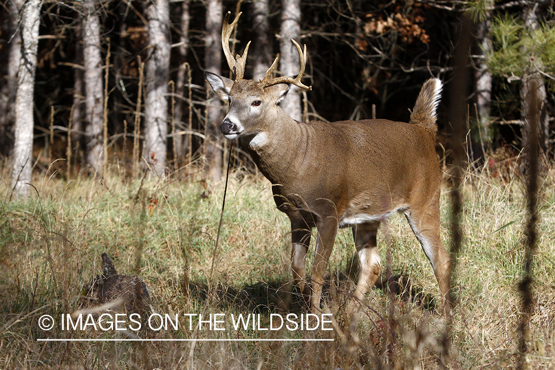 White-tailed buck in habitat. 