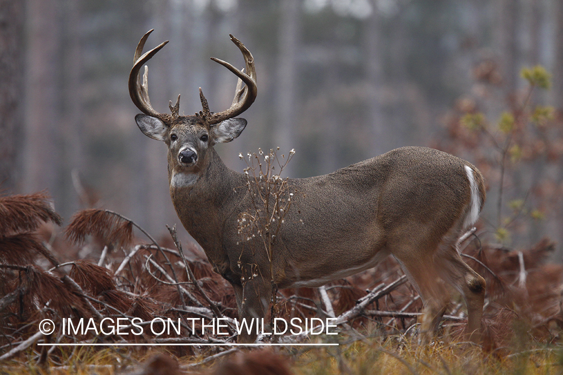 White-tailed buck in habitat. 