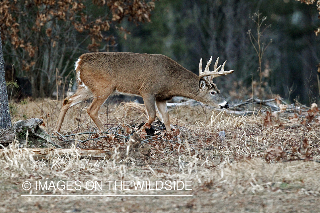 White-tailed buck in habitat. *