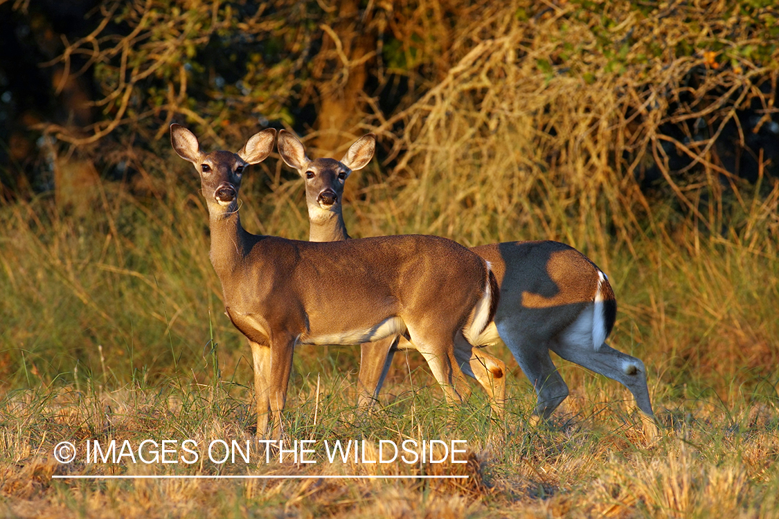 White-tailed does in habitat. 