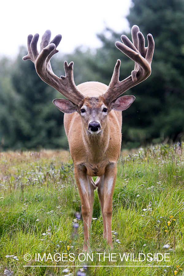 White-tailed buck in habitat. 