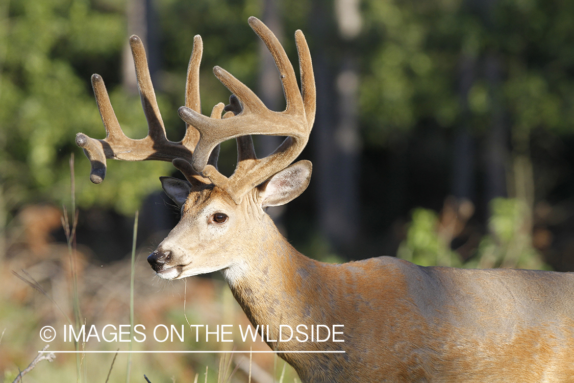 White-tailed buck in velvet.  