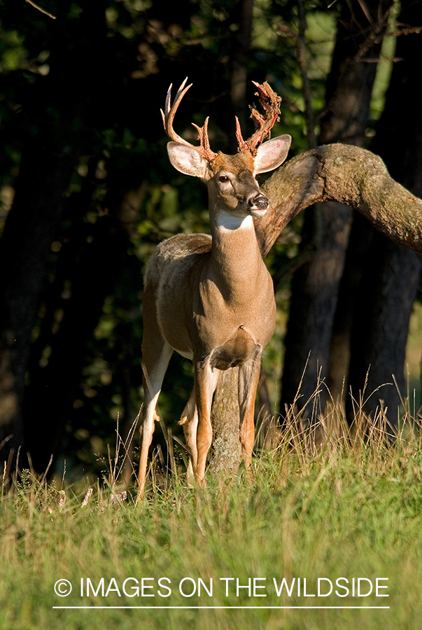 White-tailed buck shedding velvet. 