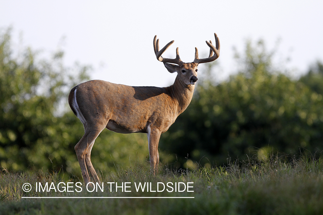 White-tailed buck in velvet.  