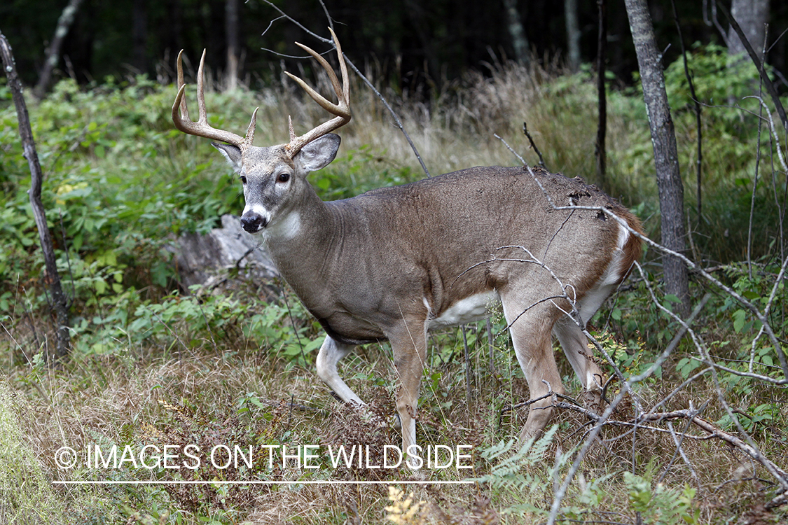 White-tailed buck in habitat.  