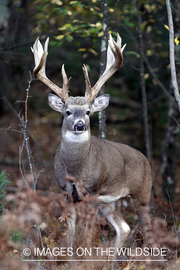 White-tailed buck in habitat. 